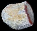Pennsylvanian Aged Red Agatized Horn Coral - Utah #46725-1
